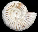 Perisphinctes Ammonite Fossil In Display Case #40011-1